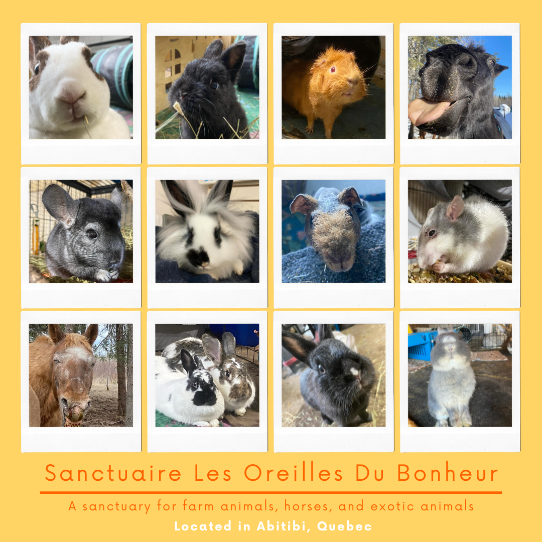 GIVEAWAY - Raffle gift bundles | All proceeds will be donated to Sanctuaire Les Oreilles Du Bonheur