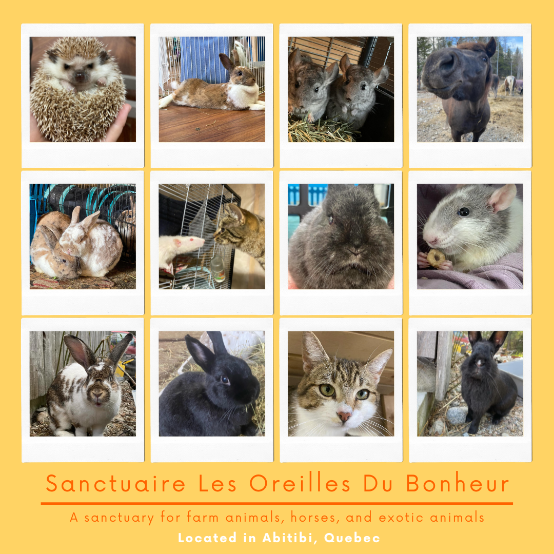 *ENDED* GIVEAWAY - Raffle gift bundles | All proceeds will be donated to Sanctuaire Les Oreilles Du Bonheur