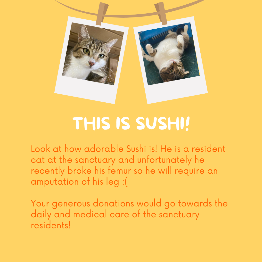 *ENDED* GIVEAWAY - Raffle gift bundles | All proceeds will be donated to Sanctuaire Les Oreilles Du Bonheur