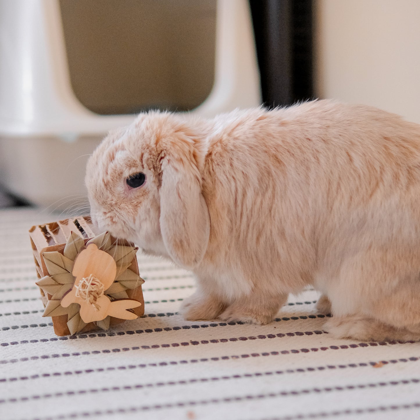 Jumbo Box Chew (Natural)