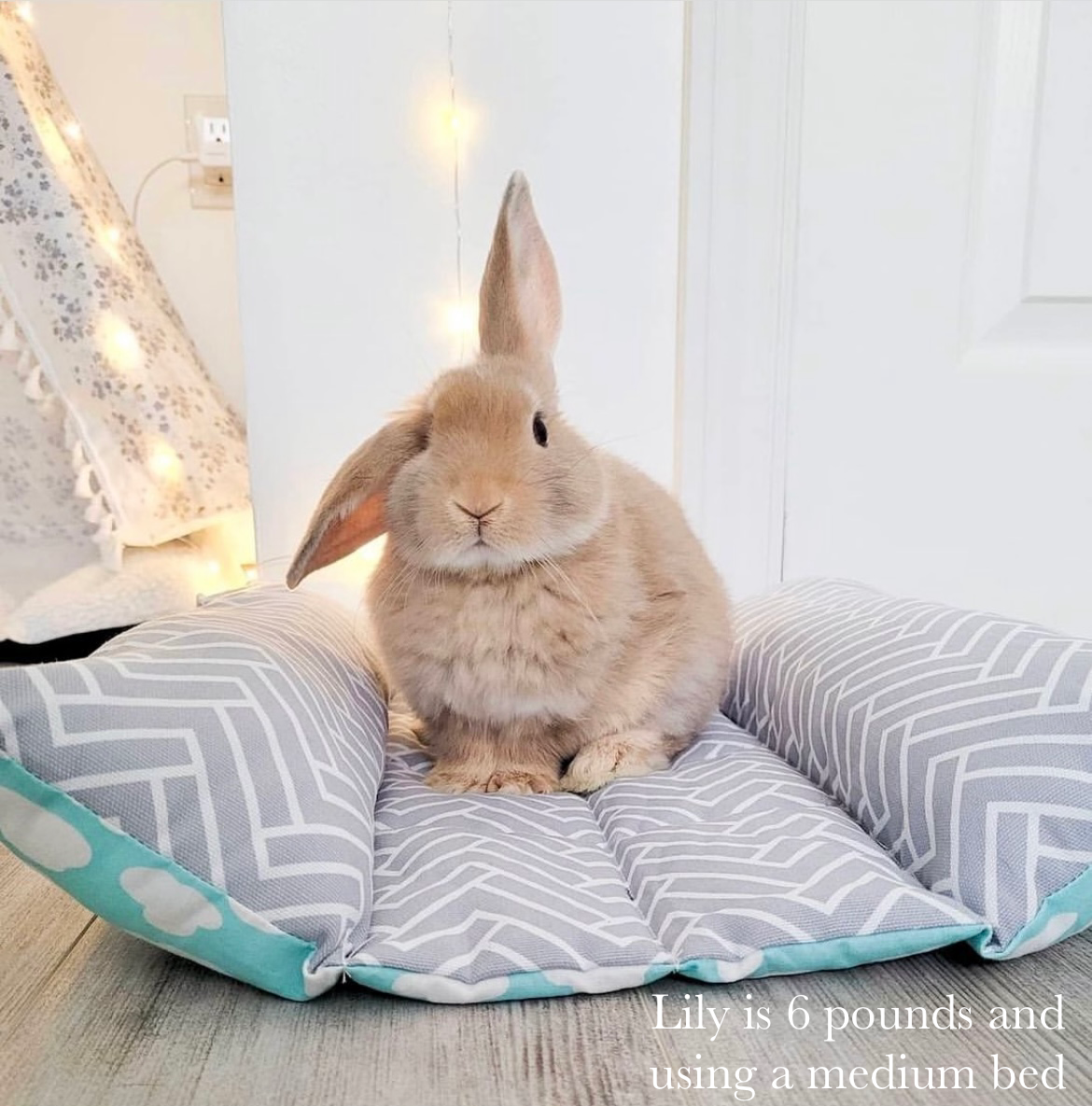Llamas (bun bed)