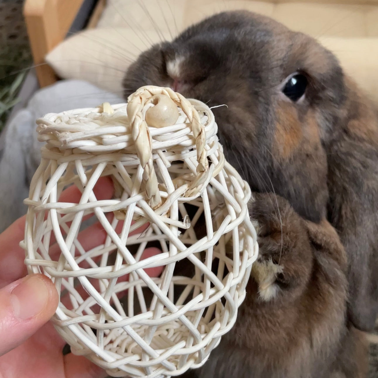 Foraging Vine Basket (NEW)