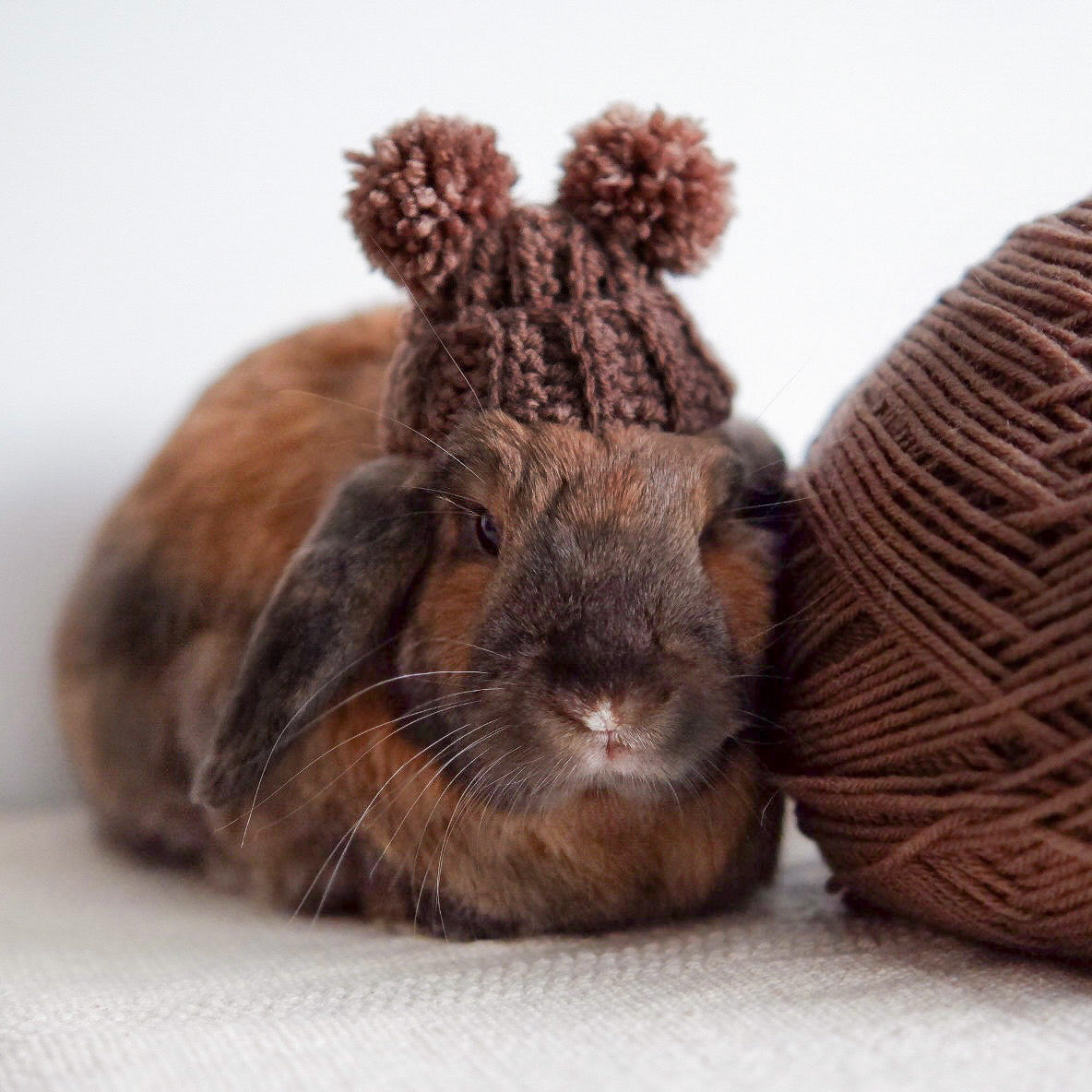 Bear Beanie | for lop-eared rabbits
