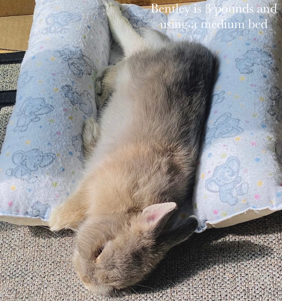 Pink Bunny (bun bed)