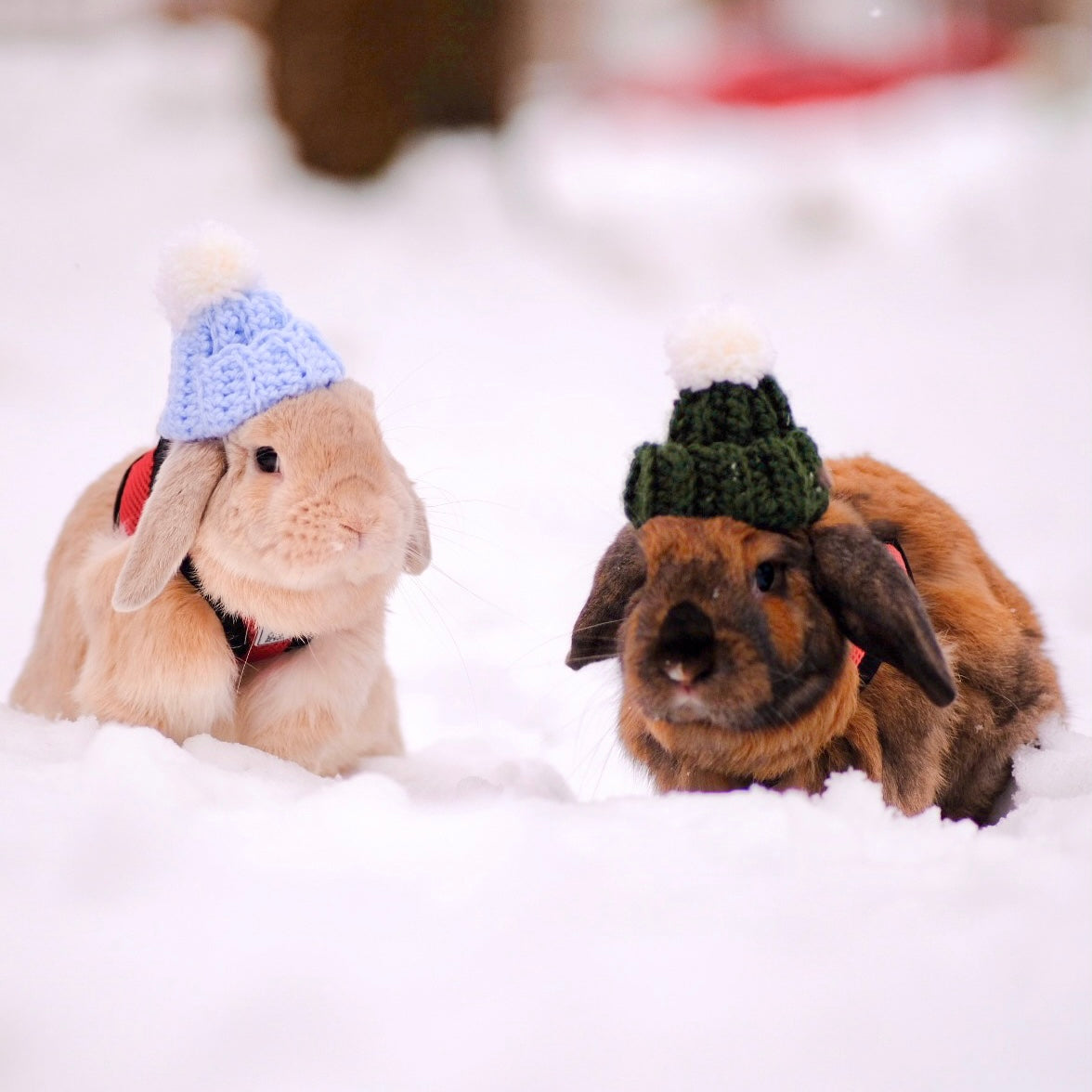 Bunny Beanie | For Lop-eared Rabbits