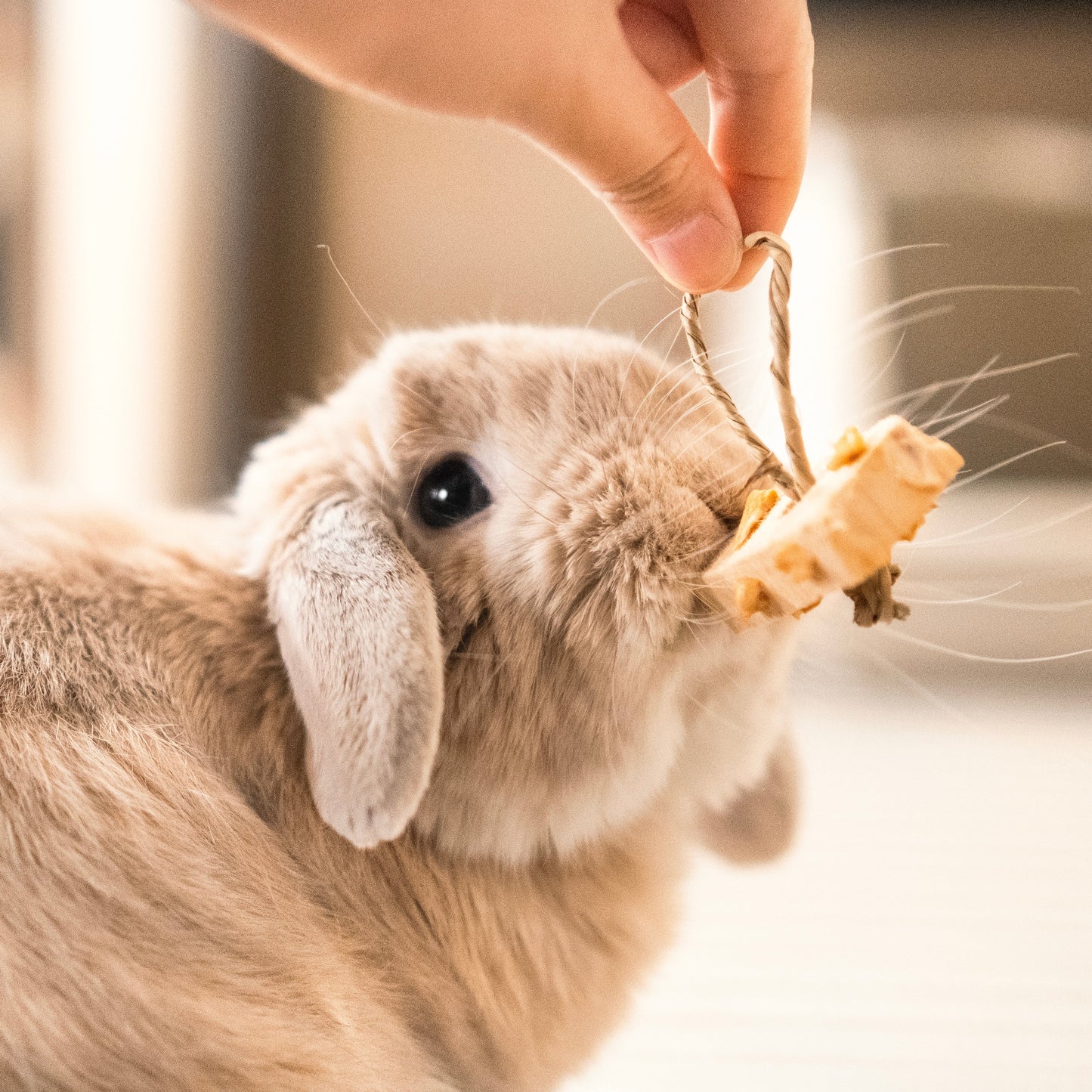 Balsa Chews