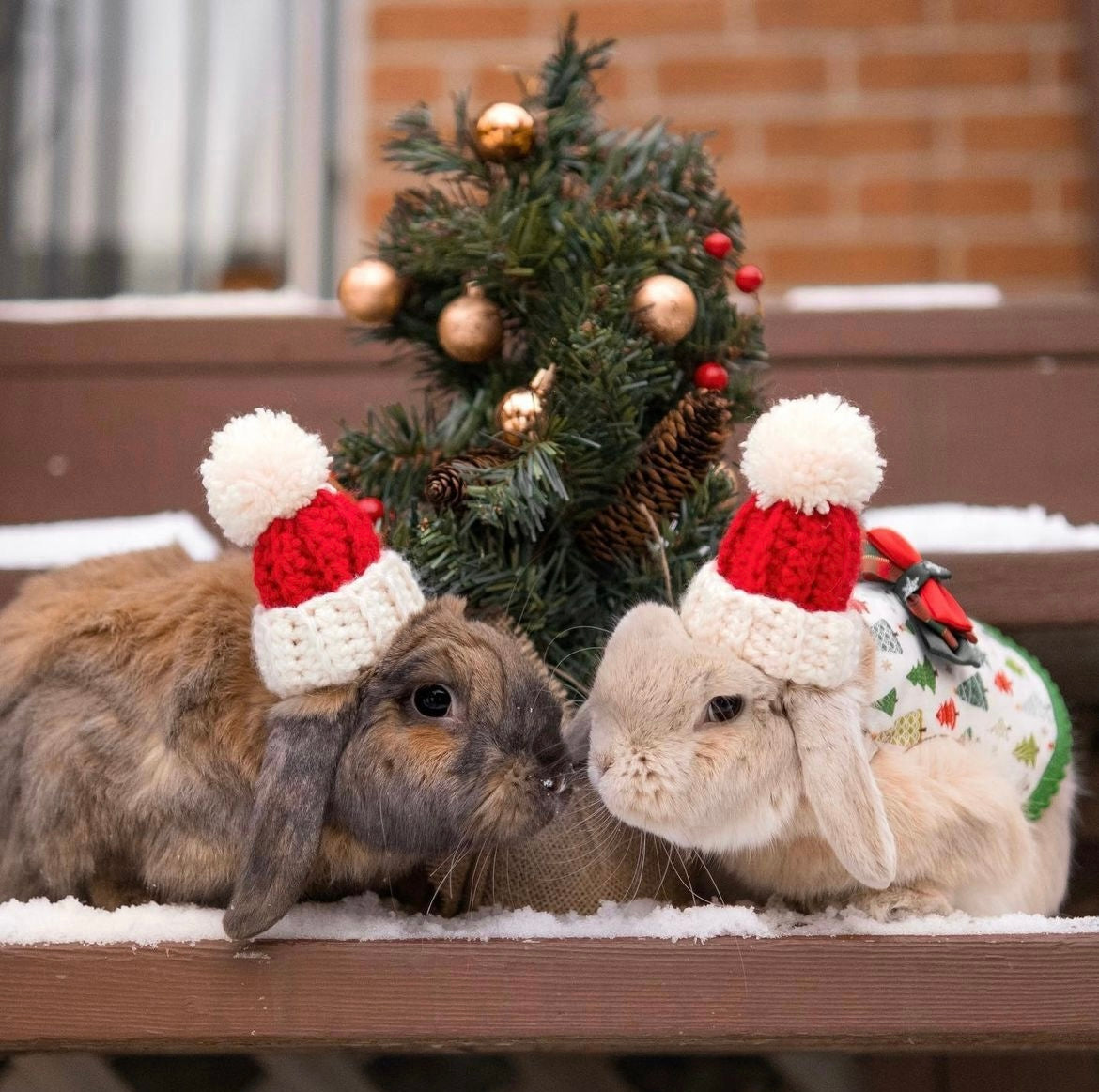 Santa bun beanie | for lop-eared rabbits