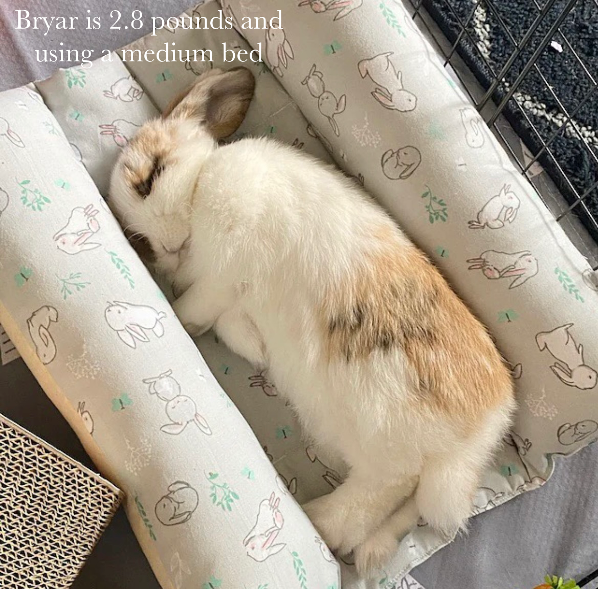 MEDIUM Bun Bed *20% off automatically applied at checkout* - Animals