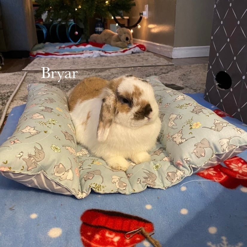 SMALL Bun Bed *20% off automatically applied at checkout* - Blue friend