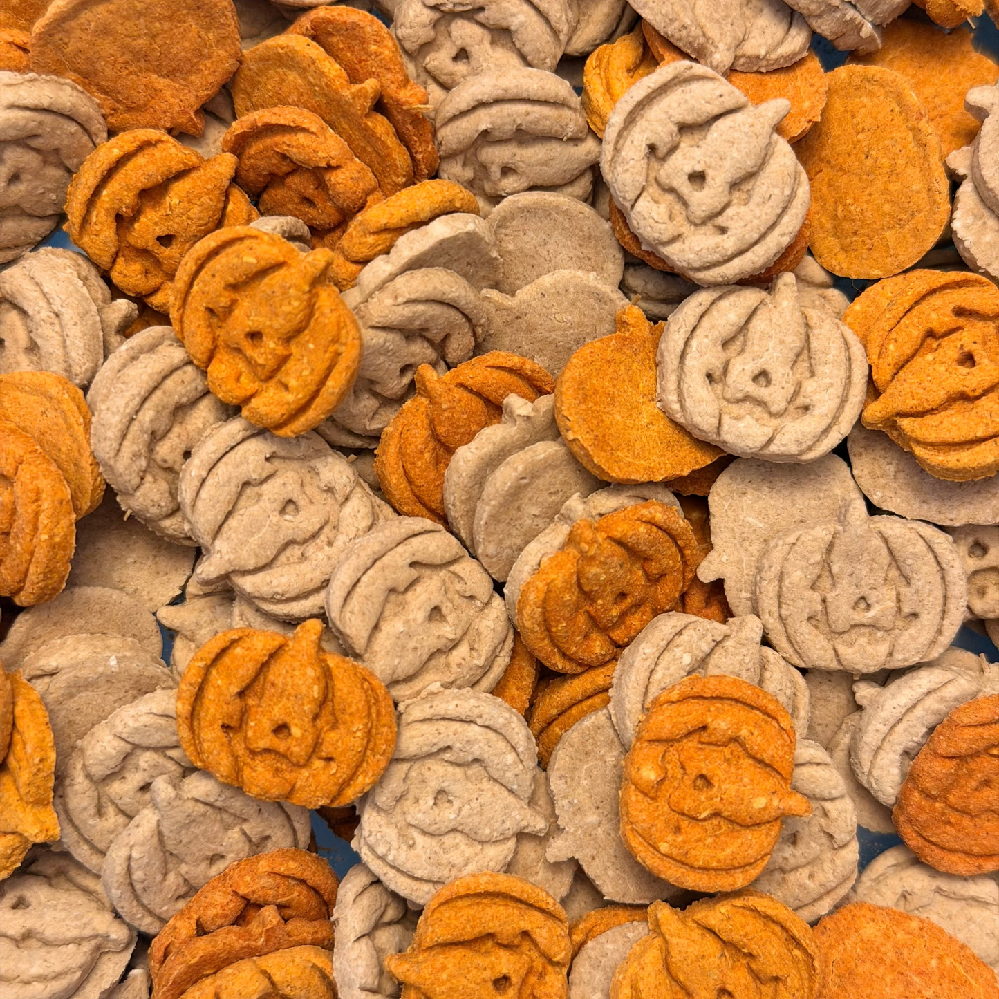 A Field of Jack-O-Lanterns | Mini Training Treats