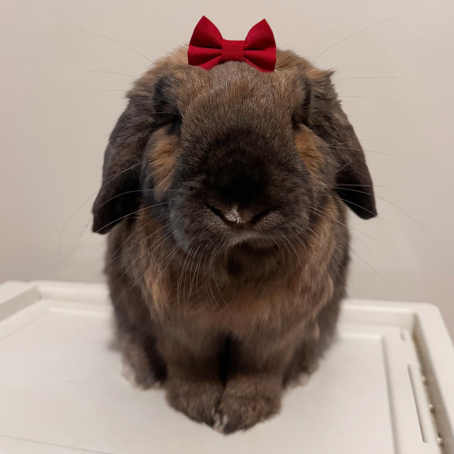 Small Pet Bows