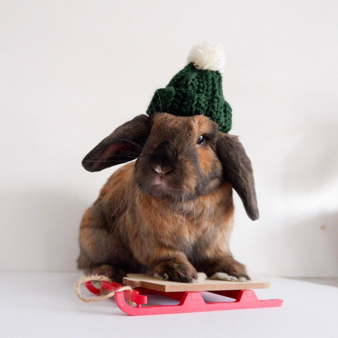Bunny Beanie | For Lop-eared Rabbits