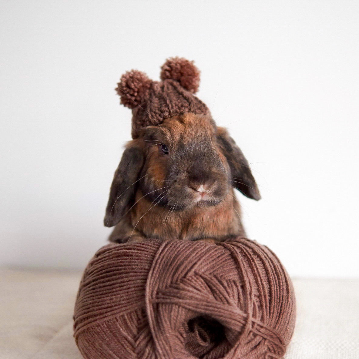 Bear Beanie | for lop-eared rabbits