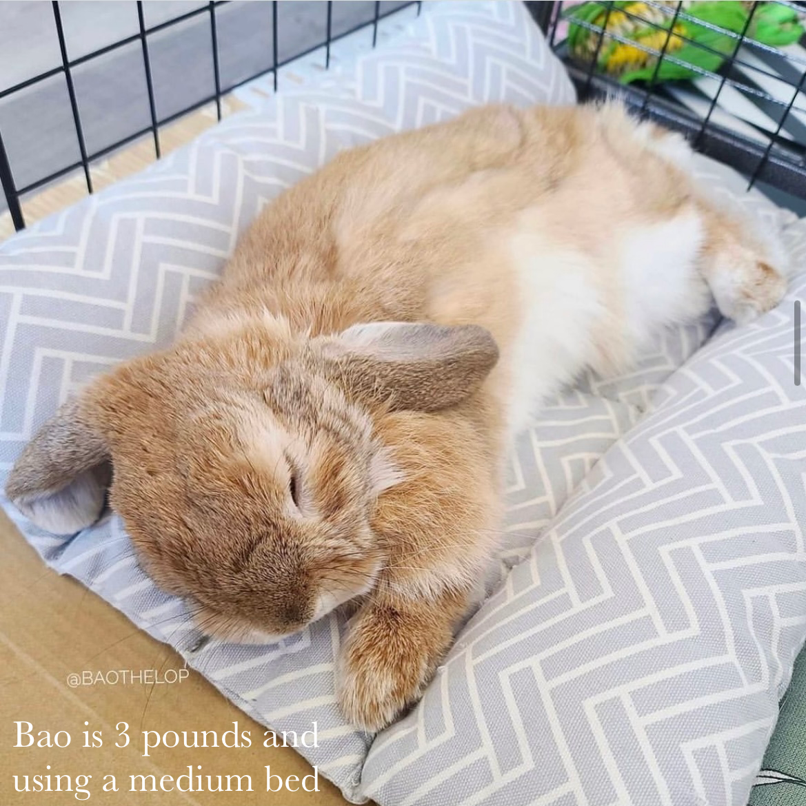 Teal Bunny (bun bed)