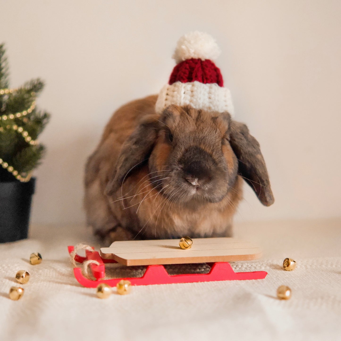 Santa bun beanie | for lop-eared rabbits